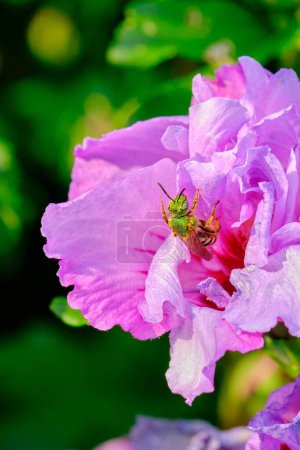Téléchargez les photos : Abeille à sueur rayée bicolore sur une fleur d'hibiscus rose - en image libre de droit