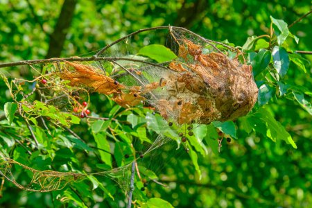 Téléchargez les photos : Nid de chenille sur une branche d'arbre un jour de fin août dans l'Ohio - en image libre de droit
