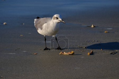 Photo for Laughing gull at sunrise on the beach searching for food - Royalty Free Image