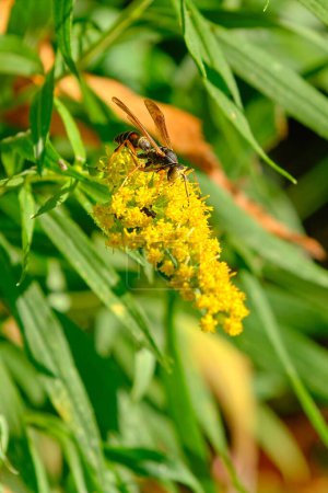 Photo for Northern paper wasp on a goldenrod flower - Royalty Free Image