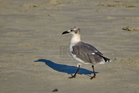 Photo for Laughing gull strolls on the beach during sunrise - Royalty Free Image