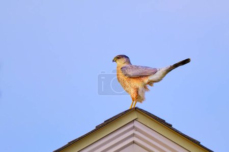 Sharp-shined Falke hockt auf dem Gipfel eines Hauses auf der Suche nach Nahrung während eines Ohio Winter