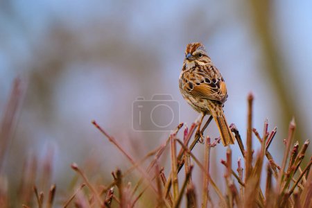 Song Sparrow perched on bare branches during a late Ohio winter