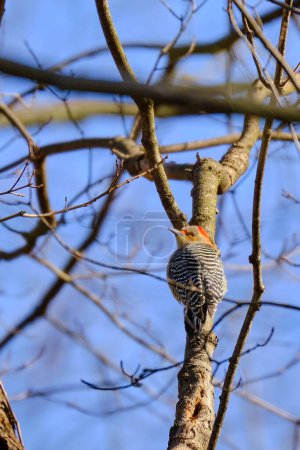 Red-bellied woodpecker climbs a tree branch on a clear winter day