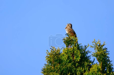 Photo for A song sparrow sings at the top of a tree on a clear day - Royalty Free Image