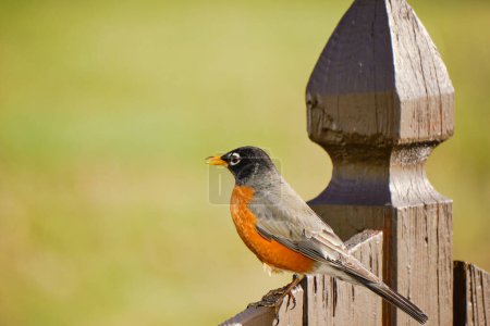 American robin perched on a brown fence during the early morning hours in winter