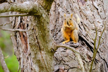 A fox squirrel in tree with a morsel to eat
