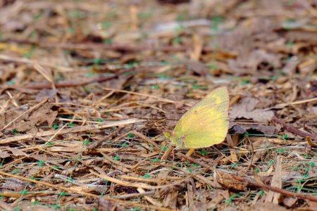 Ein westlicher Schwefel-Schmetterling ruht auf dem Boden in Südtexas