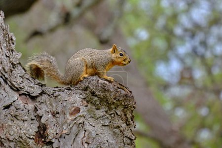 A fox squirrel surveys the grounds from a comfortable spot in the tree