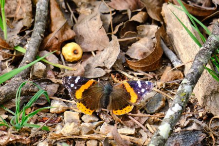 A red admiral butterfly among the brown dried leaves on a late winter day in Texas