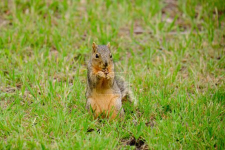 A fox squirrel finds a bite to eat
