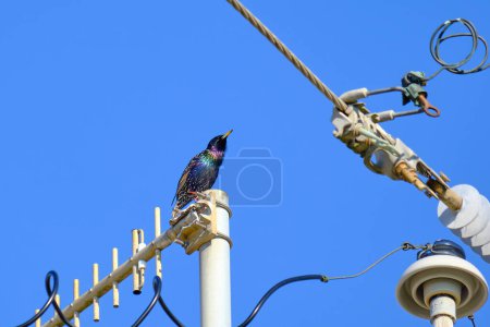 Estornino común posado en una torre eléctrica en una clara mañana Biloxi