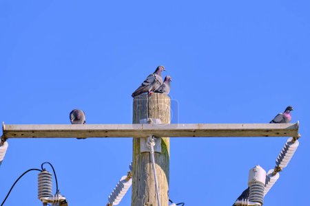 Four rock pigeons perched together on top of an electrical pole