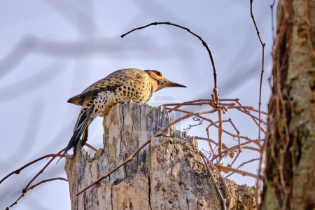 Northern flicker peers around the tree to check out what is on the other side