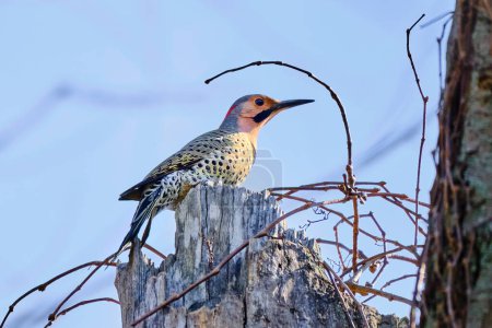 Northern flicker perched on top of a dead tree in the early morning sunshine