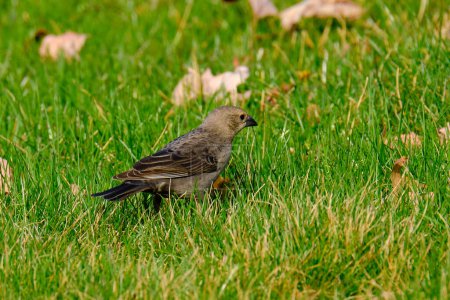 A female brown headed cowbird searches for food