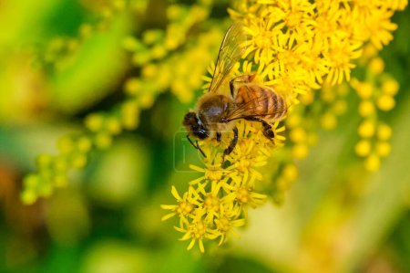 Téléchargez les photos : Une abeille sur une fleur de verge d'or en fin d'après-midi - en image libre de droit