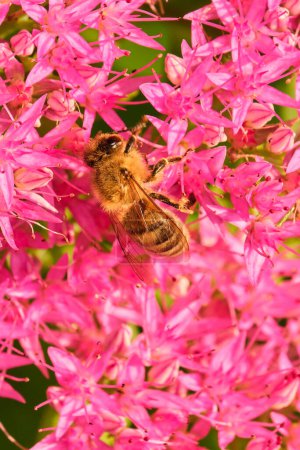 A honey bee and a bunch of pink flowers