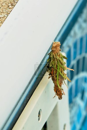 A common bagworm bag in an unusual place attached to the side of a swimming pool