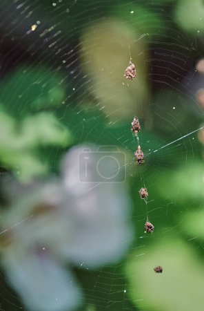 La araña tejedora de basura jorobada en el centro de la web con una línea de basura para camuflarse