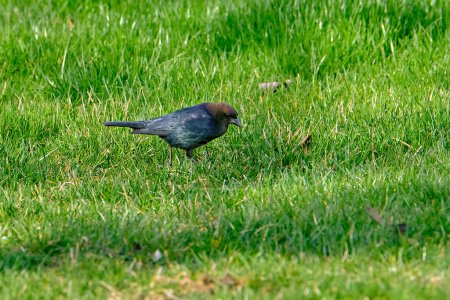 Male brown-headed cowbird searches for food in the late evening sun