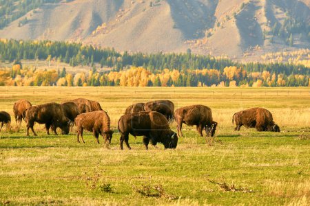Téléchargez les photos : Troupeau de bisons broutant dans un champ un soir d'automne Wyoming - en image libre de droit