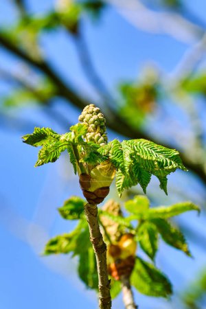 Red horse chestnut bud bursting out in early spring