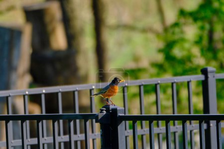 American robin perched on a metal fence on a sunny spring day