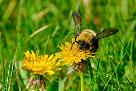 Eastern carpenter bee on top of a dandelion flower on a warm spring and sunny afternoon