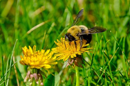Eastern carpenter bee on top of a dandelion flower on a warm spring and sunny afternoon