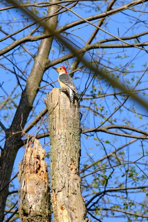 Red bellied woodpecker perched on top of a dead tree thru the bare tree branches