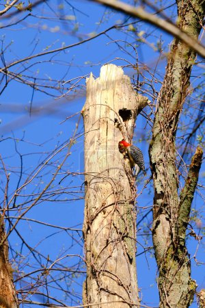 Red bellied woodpecker checks out what's inside the hollow tree