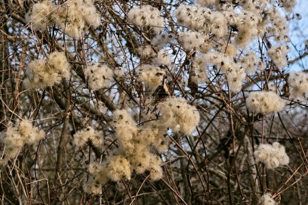 Photo for Mature virgin's bower flower heads in late fall - Royalty Free Image