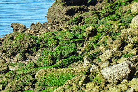 Green algae covers shoreline rocks along the coast of the Gulf of Mexico