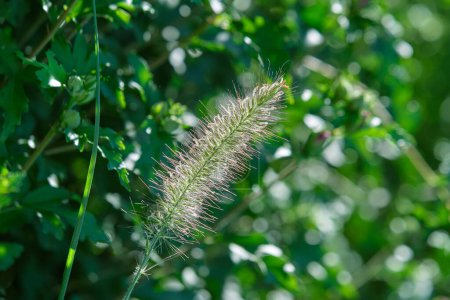Téléchargez les photos : Herbe à poils isolés en été matin lumière du soleil - en image libre de droit