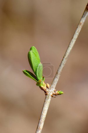 Common lilac bud opens on an isolated branch