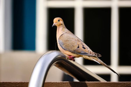 Mourning dove perched on a railing close to a house