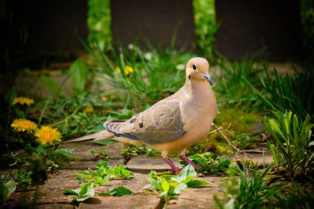 Mourning dove on a brick walkway in early spring