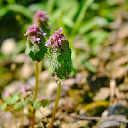 Purple dead-nettle blooming during springtime in Ohio