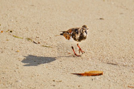 Ruddy turnstone casts a long shadow at dawn while walking on the beach