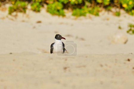 Laughing gull isolated on the beach at dawn