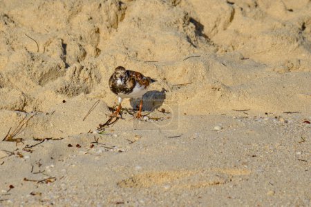 Ruddy turnstone searches for food a daybreak