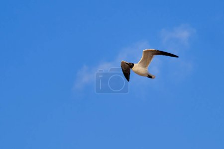 Laughing gull in flight surrounded by a cloud looking like a puff of smoke