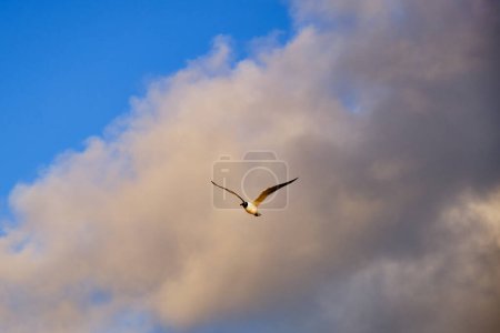 Lachende Möwe im Flug vor wolkenverhangenem Hintergrund im Morgengrauen