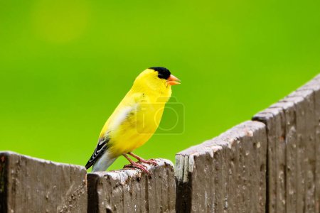 American goldfinch perched on a brown fence