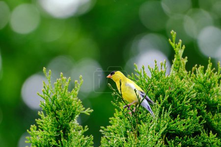 American goldfinch with a bokeh background of spring colors