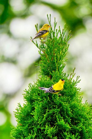Two goldfinches perched with a bokeh background on a spring morning