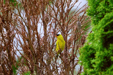 Foto de American goldfinch perched among the bare branches and bagworm bags - Imagen libre de derechos