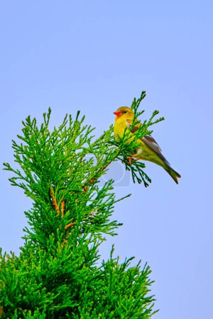 American goldfinch perched at the very top