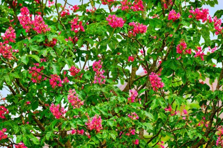 Rote Rosskastanie voller rosa Blüten